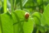 Diaea dorsata